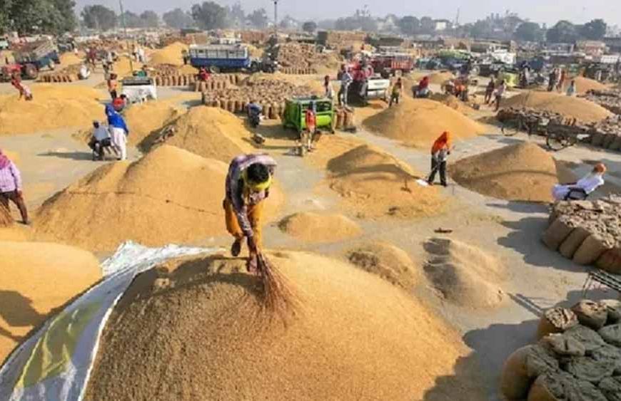 हरियाणा की मंडियों में 30.69 लाख टन धान की खरीद, किसानों के खातों में पहुंचे ₹4,263 करोड़