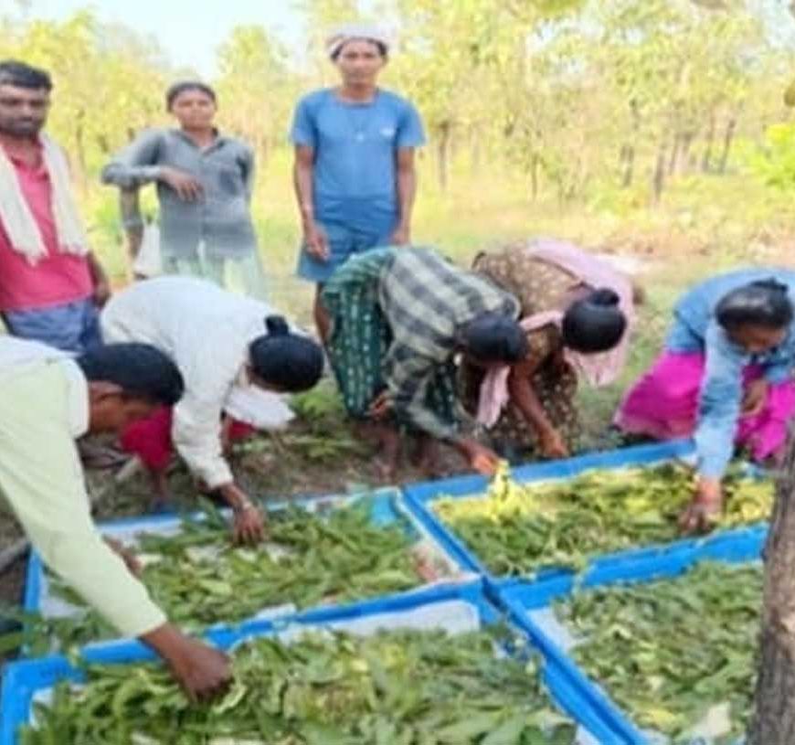 तसर पालन से बढ़ेंगे ग्रामीणों की आमदनी के अवसर