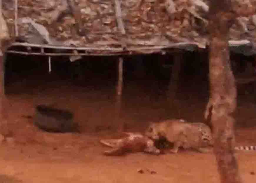 कूनो में चीते की मौत की होगी दोहरी जांच, STF के साथ केंद्रीय कमेटी भी खंगालेगी मामला