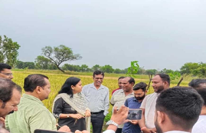 छत्तीसगढ़ में काले चावल की खेती से चमकेगी किसानों की किस्मत, 35 हजार रुपये क्विंटल तक है कीमत