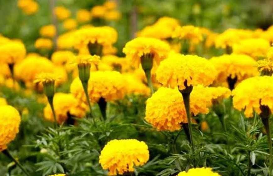 चित्तौड़गढ़ में गेंदे की खेती बनी किसानों के लिए पीला सोना, एक किलो फूल की माला बेचकर 100 रुपये तक कमाई