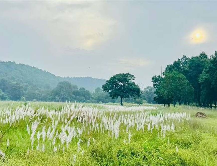 चक्रवात अरनब के प्रभाव से सुहावना हुआ मौसम, बांधवगढ़ टाइगर रिजर्व में प्रबंधन सतर्क