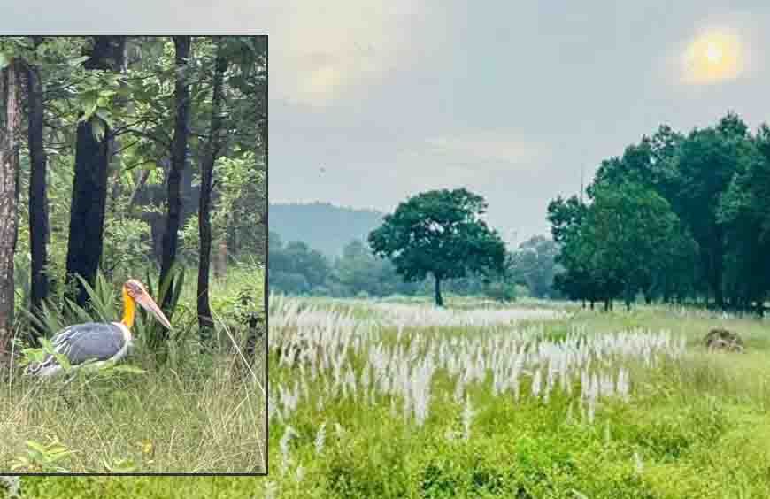 चक्रवात अरनब के प्रभाव से सुहावना हुआ मौसम, बांधवगढ़ टाइगर रिजर्व में प्रबंधन सतर्क