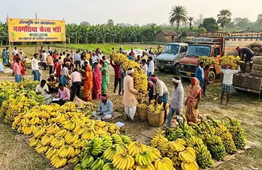 बिहार का नवगछिया बना केले की खेती का बड़ा केंद्र, देशभर की मंडियों तक पहुंच रहा ‘पीला सोना’