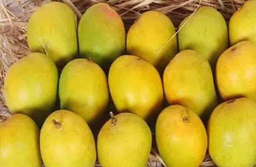 दिवाली पर भी मिलेगा हापुस आम का स्वाद, बिना सीजन के बाजार में कैसे पहुंचा अल्फांसो?