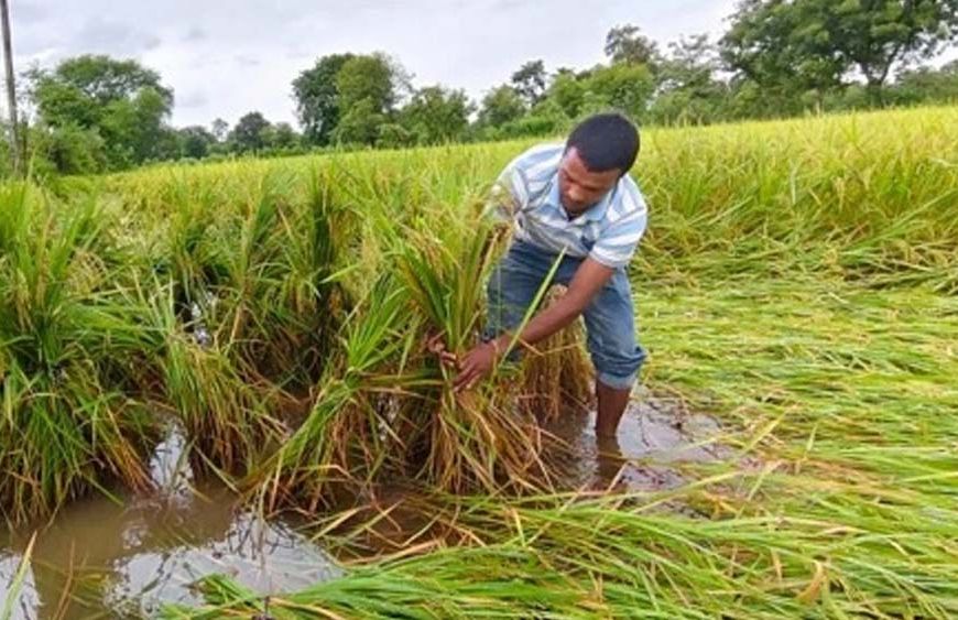 बस्तर में किसानों की बढ़ी चिंता, खेतों में पड़ी फसल बचाने की चुनौती